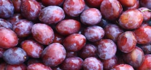 preserving plums