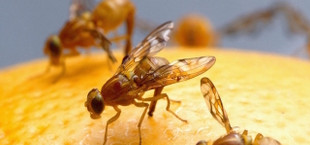 DIY fruit fly traps