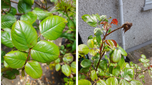 Deadhead roses to encourage flowering all season.