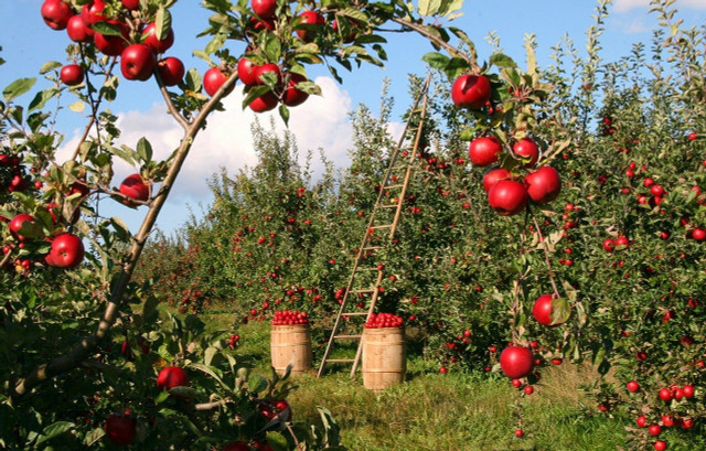There is no known significant damage to the environment in the growing of organic apples, which are then used to make organic ACV.
