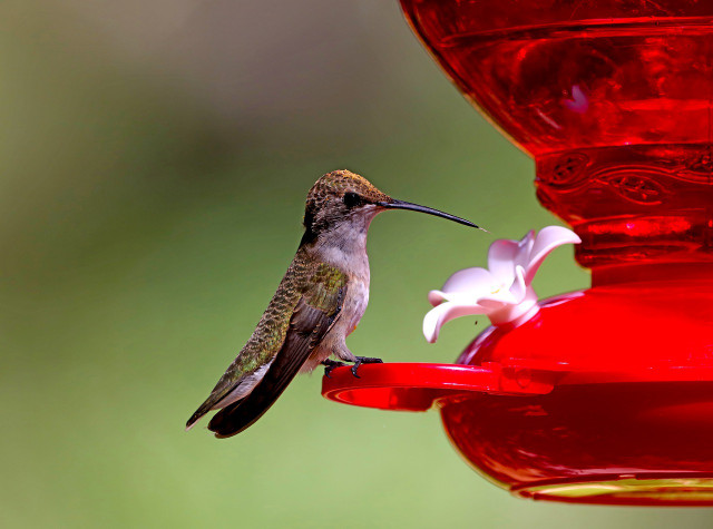 Hummingbird feeders are red in color to attract the birds to them.