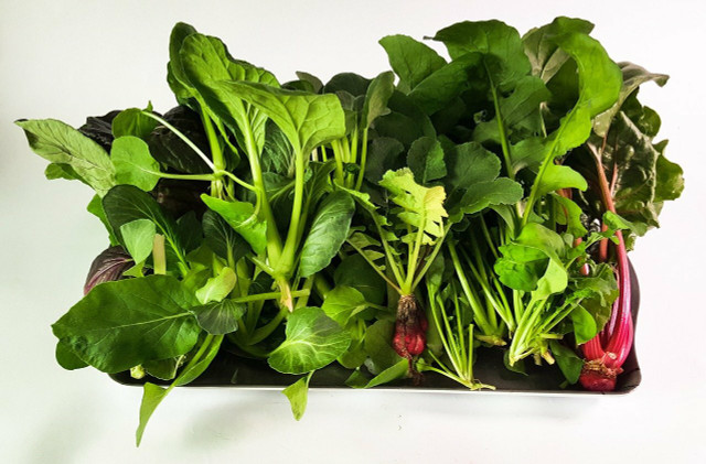 You can build a thriving hydroponics system at home.