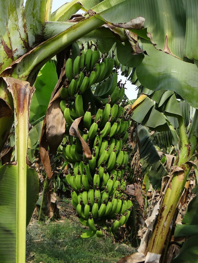 Because most bananas sold in the US are imported, they have quite a big carbon footprint.