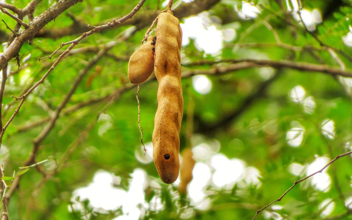 Tamarind For Better Health? Here's Why You Should Have It