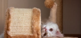 how to keep cats from scratching your furniture