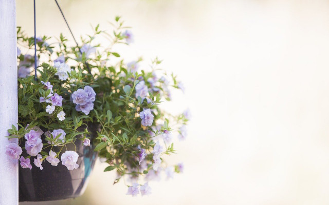 urban vegetable garden flowers urban vegetable garden flowers