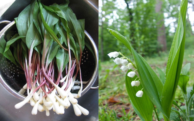 ramps vs. lily of the valley