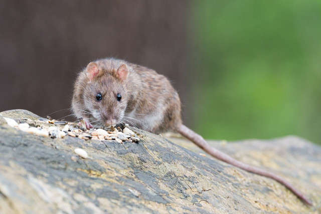 this-brave-and-unruly-rat-was-a-native-of-the-chri-cc0-pixabay-wolfgangvogt_lb-230429_download This brave and unruly rat was a native of the Christmas Islands.