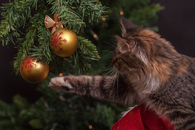 You should hang ornaments higher up on your tree so it is harder to reach for your cat.