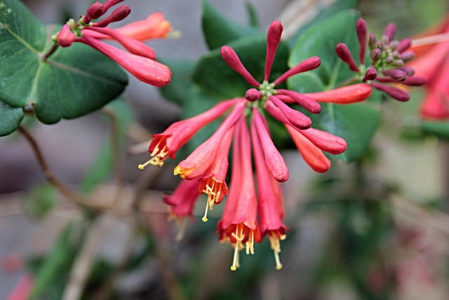 Trumpet Honeysuckle is the solution to its invasive relative.