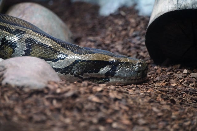 Burmese pythons are life-threatening invasive species in the US.