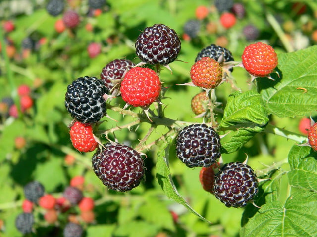 Black raspberries grow abundantly in populated areas.
