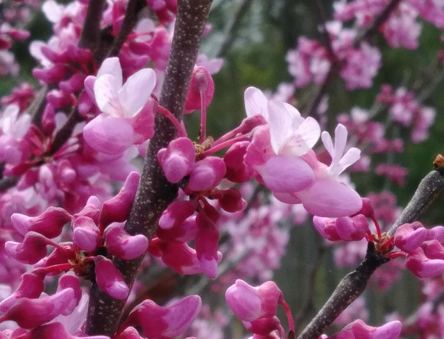 The rosy-pink flowers of the eastern redbud bloom between March and April.