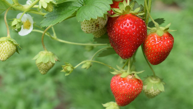 strawberry companion plants