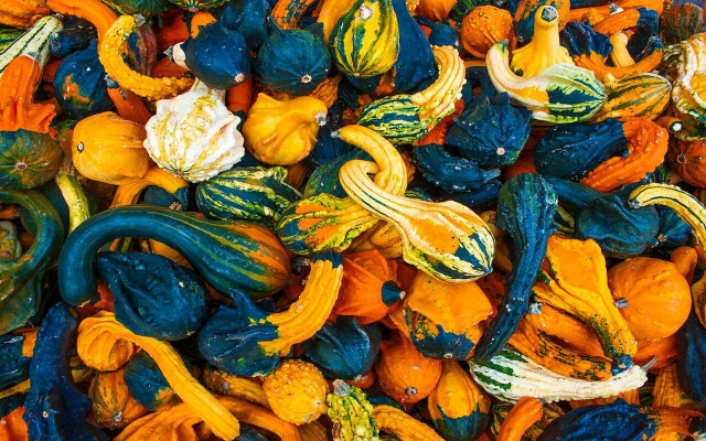 Gourds that have a stem are easiest to dry. 