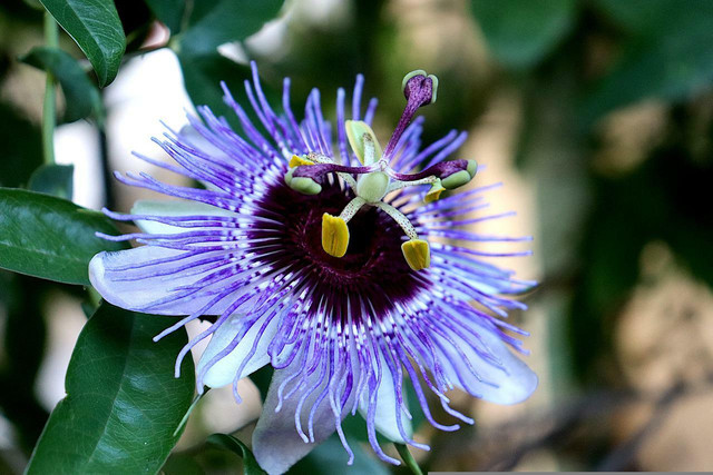 Passionflower is helpful in reducing anxiety.