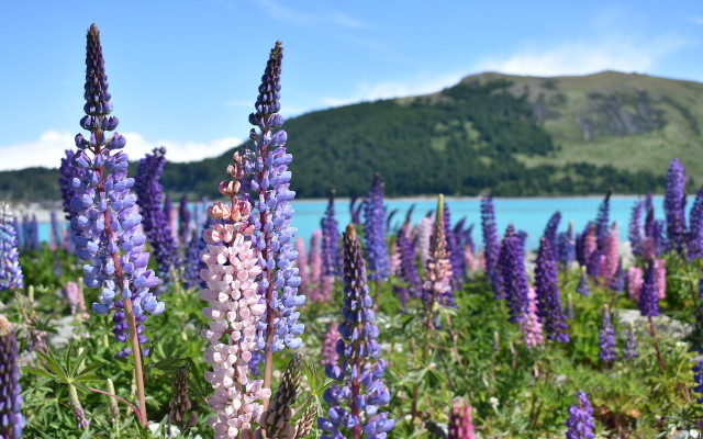 lupin flowers for bumblebees 