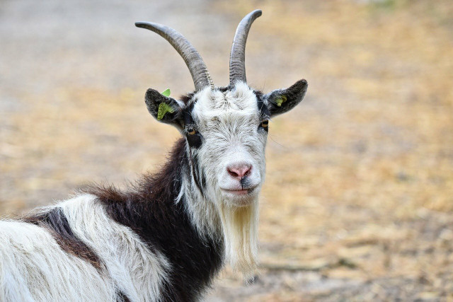 Goats With Horns Animal Sanctuary also actively promotes plant-based alternative foods. 
