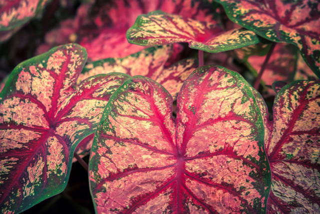 Caladium is a poisonous houseplant with a bright pink and green color.
