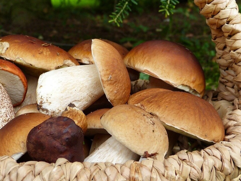 https://images.utopia.org/3RbOhxOho8Cppx162RmlBwk1p4u3JNTQSPnAEG2rys8/rt:fill/w:960/h:960/g:ce/plain/2022/10/foraging-mushrooms-cc0-pixabay-silviarita-221010.jpg