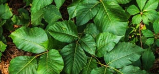 how to get rid of poison ivy plants