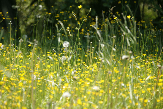 Grass pollen is a major trigger of allergies.