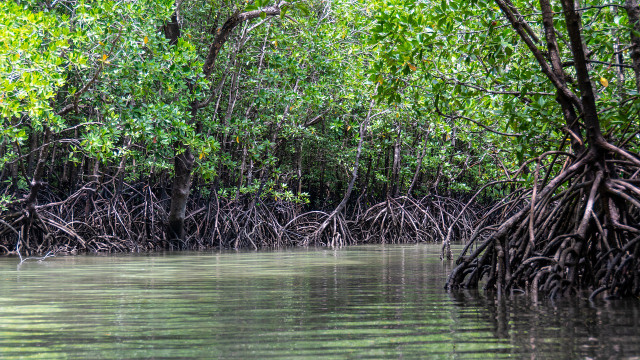 What are mangroves