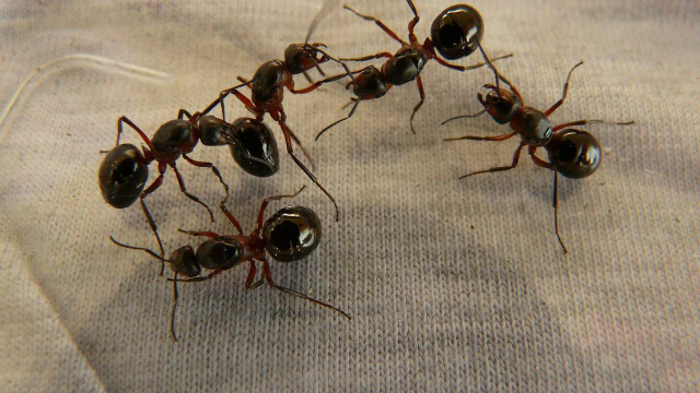 How to get ants out of the house quickly