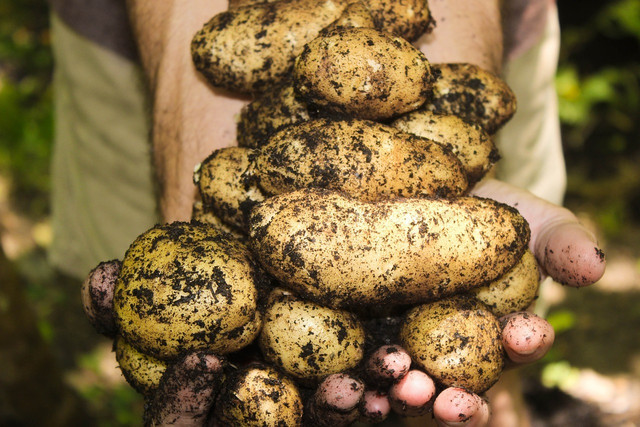 Organic potatoes are a sustainable alternative to those grown with the help of synthetic pesticides.