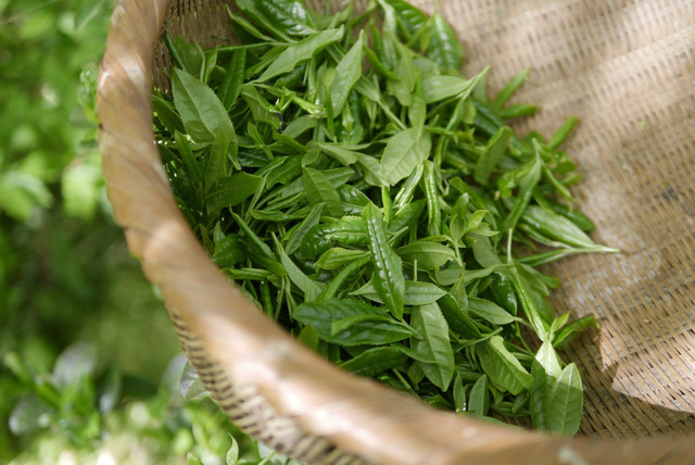 Green tea side effects are related to how it is produced.