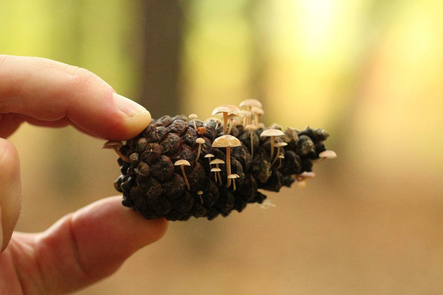 Plastic-eating mushrooms were first discovered in the Amazon Rainforest.