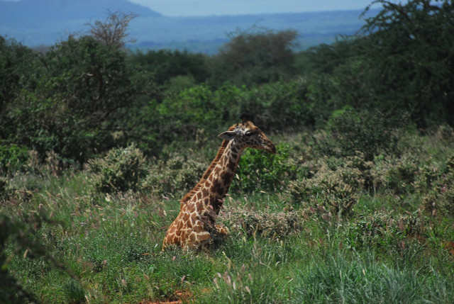 The silent extinction of giraffes is being fought against by several different environmental organizations.