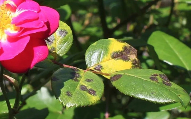 rose diseases sooty mold