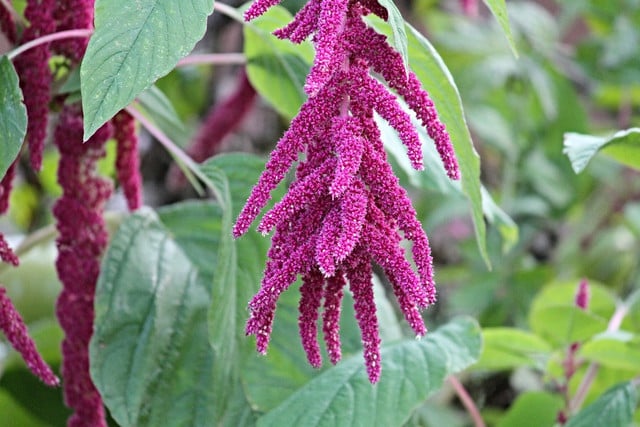 Popped amaranth is great eco-friendly option.