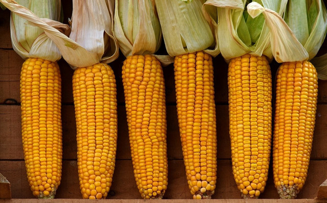 When you freeze corn, the kernels should be bright and firm.