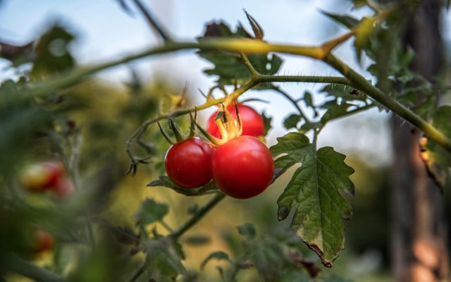 Tomatoes on the vine