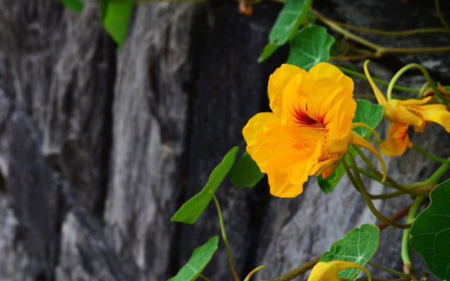 Nasturtium