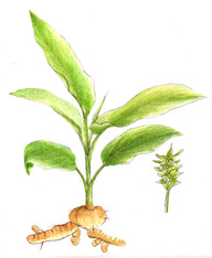 growing turmeric: botanical drawing