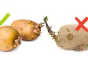potato sprouts