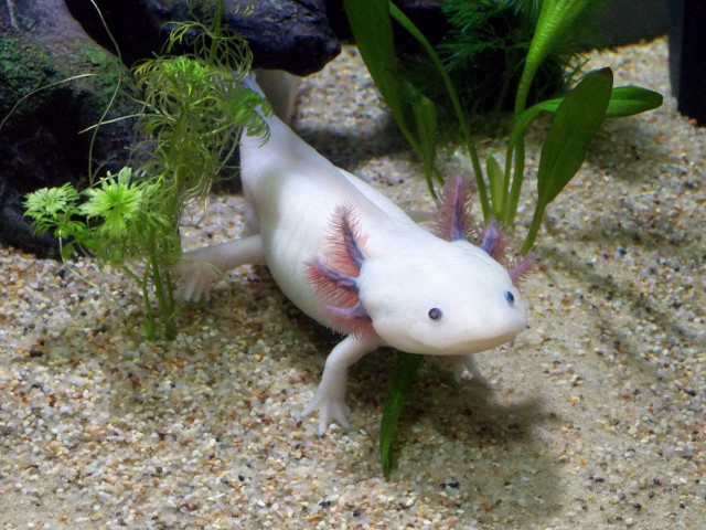 Axolotls hail from Mexico and like fresh water.