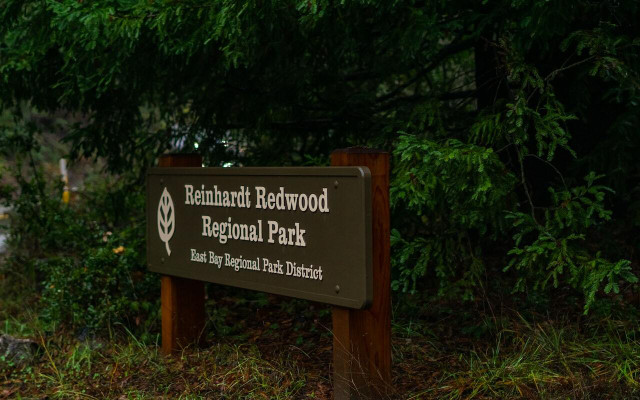 You can see redwoods in California in the Reinhardt Redwoods Regional Park. 