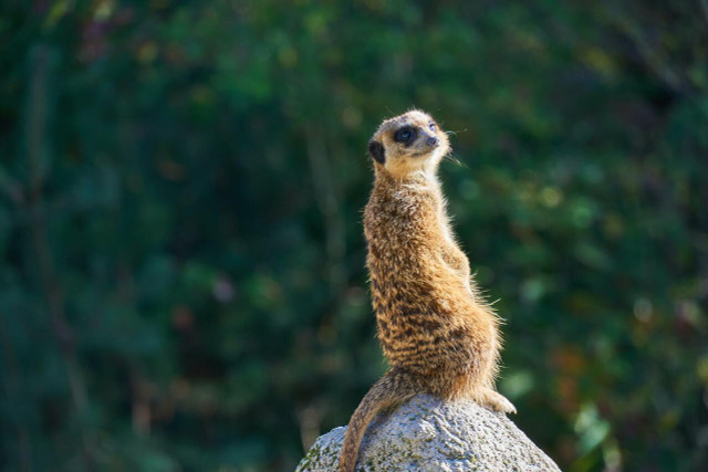 Meerkats can even nurse their young while standing upright.