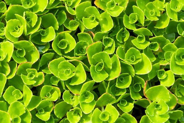 Stonecrop come in a variety of shapes and sizes for any ground cover need.