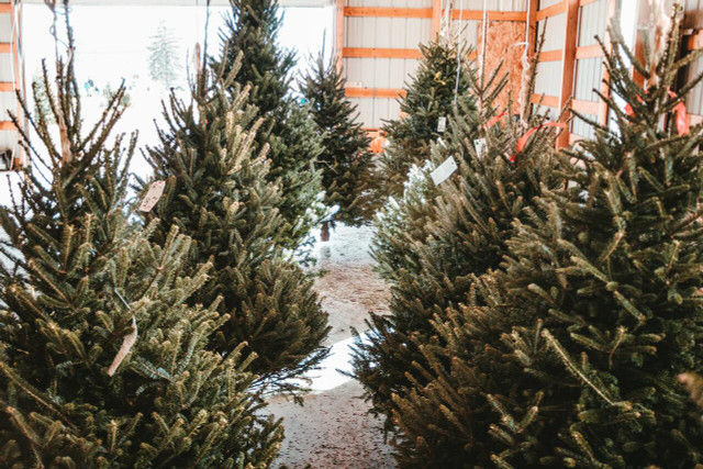 Buying your Christmas tree from a local nursery gives you insight into how potted trees are raised.