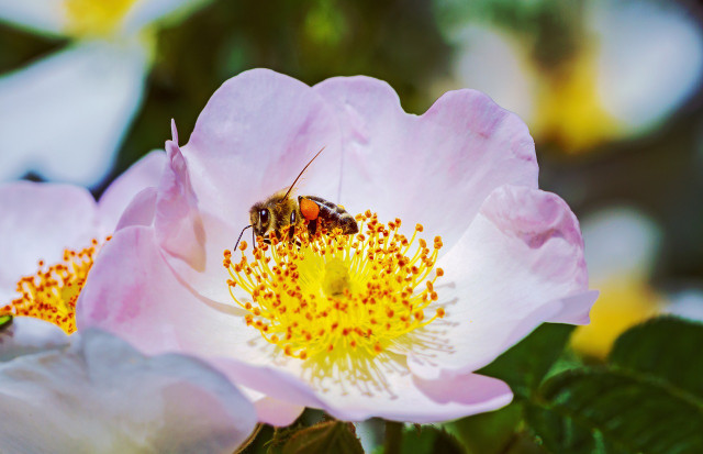 Roses do provide several environmental benefits.