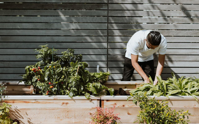 Determining what to grow in your community garden can be a challenge. 
