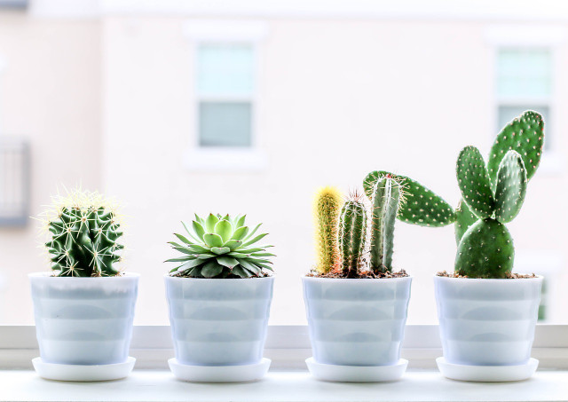 Succulents and cacti have many variations. Here are a few examples of how to care for some of them.