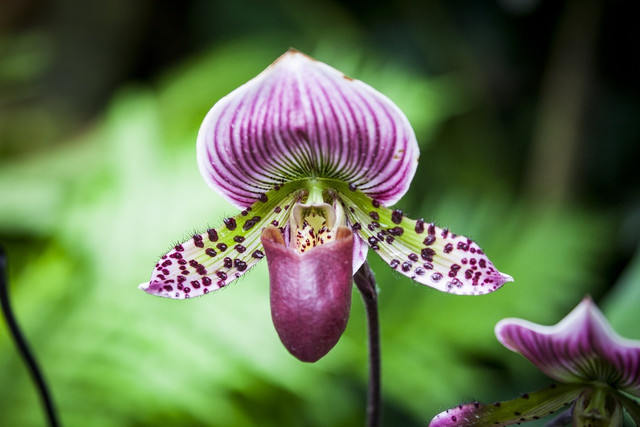 Orchids come in many shapes and sizes, and need different care, whether they are inside or outside.