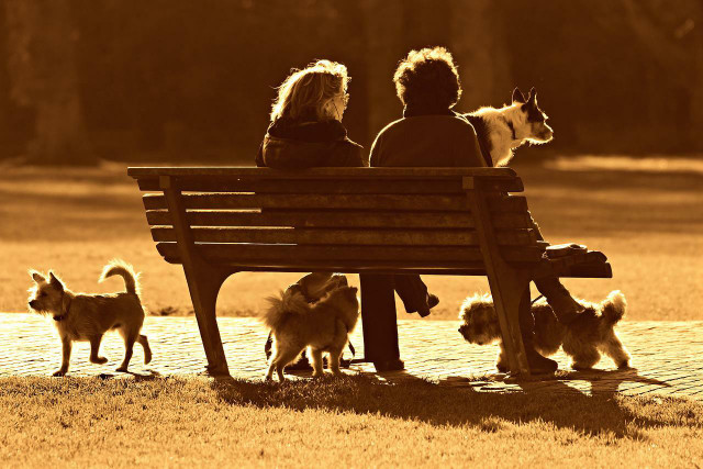 Private dog parks can provide a place for human interaction too.