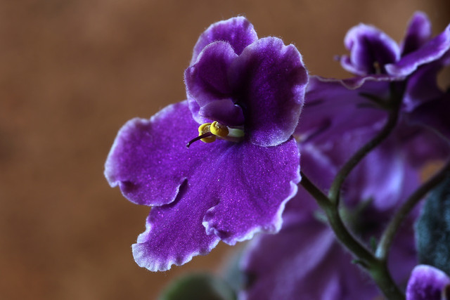 African violets need 12–14 hours of sunlight a day in order to bloom well.